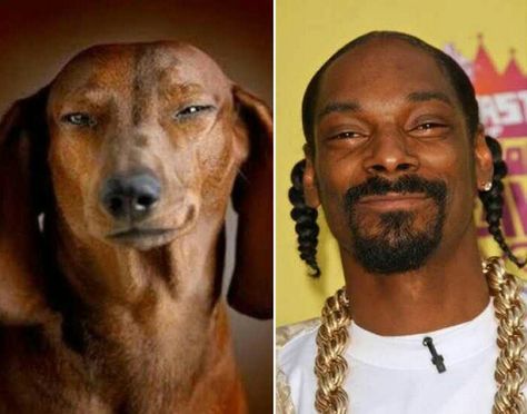 Look Alikes, Snoop Dog, Design Fails, Celebrity Look Alike, Like Animals, Animals Love, Male Celebrities, Snoop Dogg, Celebrity Look