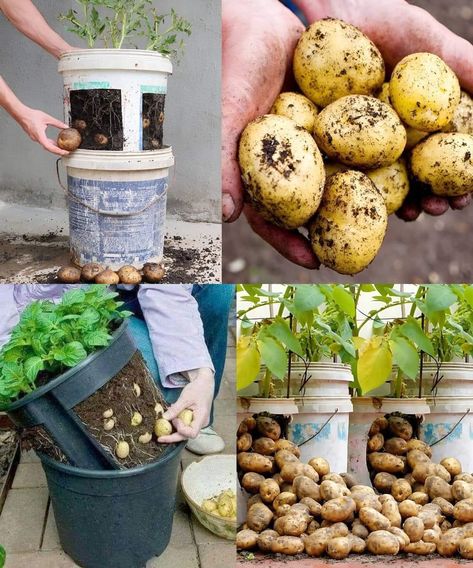 Potato In Bucket How To Grow, How To Grow Potatoes, Potato Garden, Salad Garden, Container Potatoes, Potato Gardening, Grow Potatoes, Growing Vegetables In Pots, Planting Potatoes