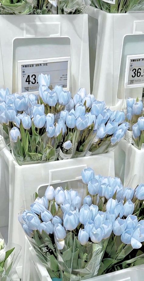 Tulip Flower Pictures, Light Blue Aesthetic, Boquette Flowers, Blue Tulips, Nothing But Flowers, Flower Therapy, Beautiful Bouquet Of Flowers, Luxury Flowers, Beautiful Flowers Pictures