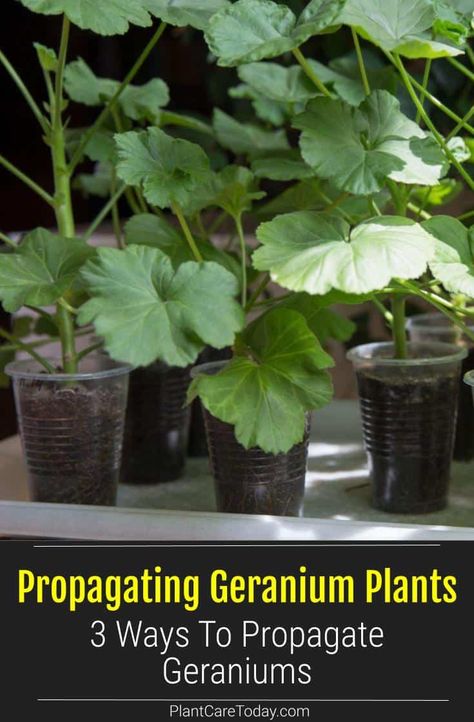 Propagating geraniums is an easy way to expand your current garden or start a new one. Learn how to grow geranium plants from cuttings here. How To Propagate Geraniums, Propagating Geraniums From Cuttings, Geranium Cuttings How To Take, Bringing Geraniums Inside, Geranium Propagation, Geranium Overwintering, Geranium Cuttings, Propagating Geraniums, Overwintering Geraniums