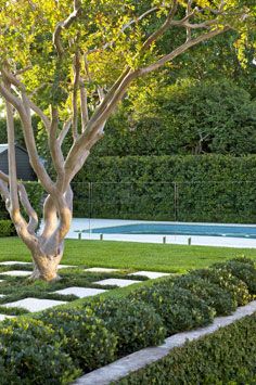 Summer Tones, Eco Outdoor, Glass Pool Fencing, Living Pool, Crepe Myrtle, Pool Landscape Design, Glass Pool, Front Yard Fence, Backyard Pool Landscaping