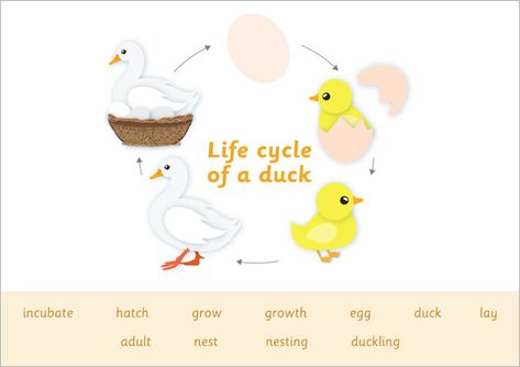 Early Learning Resources Life Cycle of a Duck Word Mat Duck Life Cycle Preschool, Duck Life Cycle, Farmer Duck, Life Cycles Preschool, Early Years Teaching, Farmyard Animals, Eyfs Ideas, Toddler Organization, Forest School Activities