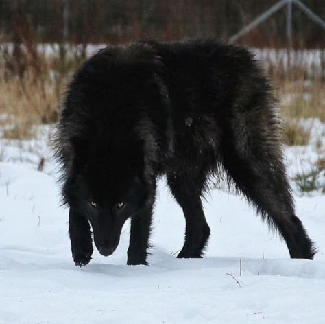 Black Wolf Aesthetic, Wolf Miraculous, Wolf Therian, Black Wolves, Wolf Stuff, Wolf Photos, Alpha Wolf, Timber Wolf, Wolf Pictures