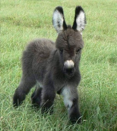 Baby Donkey, Mini Donkey, Miniature Donkey, Scrub Corpo, Cute Donkey, The Barnyard, Work With Animals, The Donkey, Homemade Baby