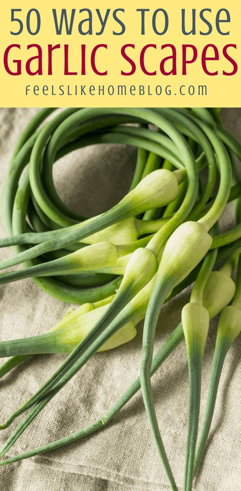 What to do with garlic scapes - These simple and easy recipes will explain how to use and cook these fresh spring greens from your garden or the farmer's market. #garlicscapes #garlic #csa #homegarden #recipes #locavore #eatinglocal #kitchengarden What To Do With Garlic, Garlic Scapes Recipes, Scapes Recipes, Freezing Garlic, Garlic Shoots, How To Cook Garlic, Garlic Garden, Spring Garlic, Garlic Scape Pesto