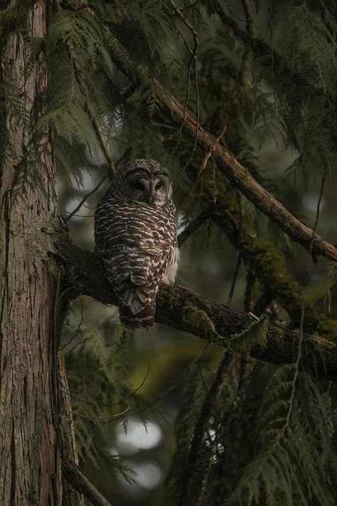 Dark Forest Aesthetic, Nature Therapy, Forest Aesthetic, Walk In The Woods, Photo Vintage, Into The Woods, Woodland Creatures, Dark Forest, Nature Aesthetic