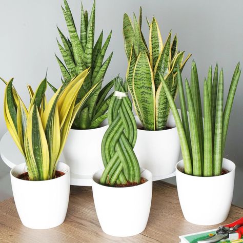 Sansevieria Plant, Plant Problems, House Plants Decor, House Plants Indoor, 2024 Trends, Different Kinds, Plant Collection, The Snake, Snake Plant