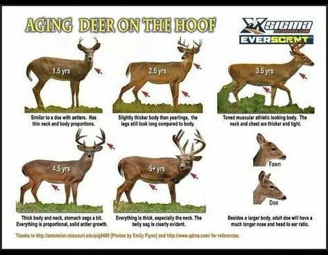 Whitetail Hunting, Whitetail Deer Hunting, Hunting Ideas, Deer Blind, Deer Hunting Tips, Quail Hunting, Deer Camp, Deer Hunting Blinds, Hunting Stuff