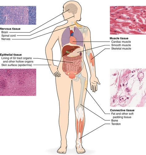 How To Study Anatomy, Human Body Diagram, Picture Of Body, Tissue Biology, Types Of Muscles, Cc Cycle 3, Human Tissue, What Is Human, Body Diagram