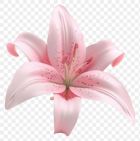 Pink Flower Transparent Background, Flower Lily Aesthetic, Transparent Flowers Png, Flower No Background, Flower Transparent Background, Homepage Ideas, Icon Transparent Background, Flower Portfolio, Flower Png Transparent