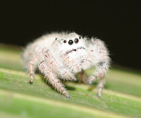 Paraphidippus fartilis, cute jumping spider, cute spider (1) Cute Spiders, Arachnids Spiders, Spider Pictures, Tiny Spiders, Spider Species, Jumping Spiders, Cute Spider, Pet Spider, Warhammer Miniatures