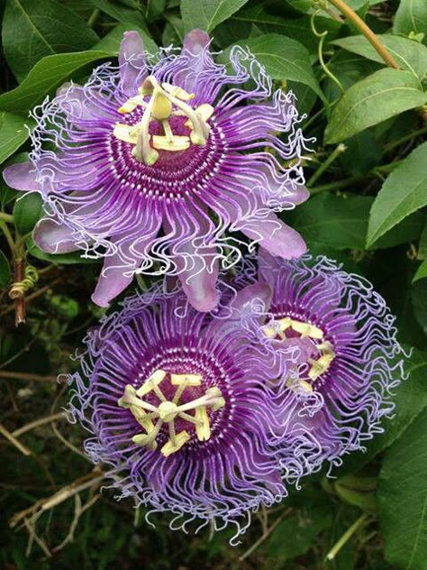 Lilikoi Blossom! Someday will be tatted on my skin Passion Fruit Plant, Passion Fruit Flower, Amazon Flowers, Passion Vine, Rainforest Plants, Passion Flowers, Purple Plants, Moon Garden, Nothing But Flowers