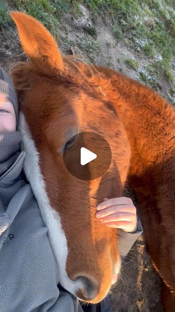 26M views · 3.7M likes | Sanna Forsell on Instagram: "Having a nap with my young horse Calle, now 1.5yo, he has had a very special sound when sleeping ever since he was a little foal, absolutely adorable 🥹🫶🏼 he’s a very special horse ❤️ -2022, e. Magic Park - Hiphop - Athlet Z #capricodpark #horsesofinstagram #horse #horses #equestrian #equine #horsebackriding #horsephotography #horseriding #instahorse #photography #horsestagram #equinephotography #showjumping #riding #horses_of_instagram #pferd #horseofinstagram #caballo #häst" Horses Cute, Fluffy Horse, Funny Horses Videos, Baby Horse, Horses Funny Photos, Silly Horses Pictures, Horse Ideas, Equestrian Funny, Horses Being Silly