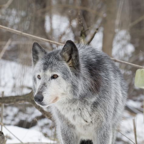 Come Visit the Wolves of Speedwell! - Wolf Sanctuary of PA Wolf Sanctuary, Sturgeon Moon, Information Center, Photography Equipment, Picnic Area, Field Trip, Photography Session, Wolves, Tour Guide