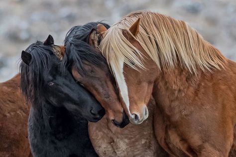 Horses Standing, Wild Horses Mustangs, Wild Horses Photography, Horse Inspiration, Horse Wallpaper, Horse Aesthetic, Black Horses, Most Beautiful Horses, Horse Diy