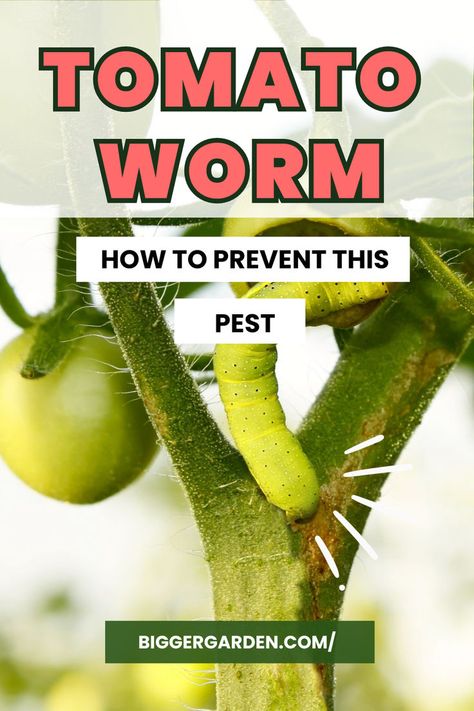 tomato plant worm damage Tomato Worms, Tomato Hornworm, Types Of Worms, Repotting Plants, Tomato Vine, Tomato Seedlings, Types Of Insects, Tomato Plant, Red Tomato