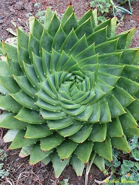 Plant database entry for Spiral Aloe (Aloe polyphylla) with 19 images, 3 comments, and 32 data details. Spiral Aloe, Succulent Landscaping, Unusual Plants, 수채화 그림, Maria Clara, Agaves, Cactus Garden, Cactus Y Suculentas, Plant Pictures