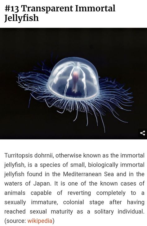 Immortal Jellyfish, Jellyfish Species, Jellyfish Facts, Pokemon In Real Life, Science Infographics, Marine Biology, Animal Facts, Ocean Creatures, Zoology