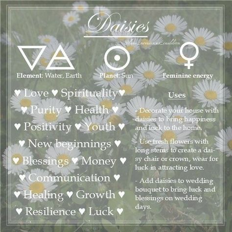 Correspondence of Daisies in relation to witchcraft Plant Correspondences Witchcraft, Herbs Properties Witchcraft, Daisy Spiritual Meaning, Flowers In Witchcraft, Daisy Witchcraft, Daisy Magical Properties, Beltane Ideas, Herb Correspondences, Healing Mandala