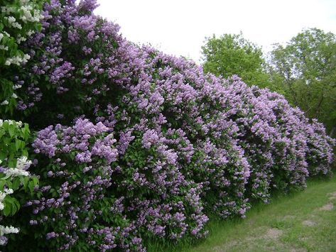 Hedge Plants, Garden Hedges, Privacy Plants, Lilac Bushes, Privacy Landscaping, Purple Garden, Aesthetic Couple, Garden Shrubs, Casa Exterior