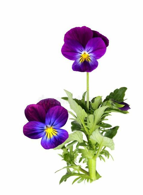 Pansy Flower, Purple Pansy, Flower Meanings, King Henry, Pansies Flowers, Plant Spacing, Hardy Perennials, Hardy Plants, Flower Plant