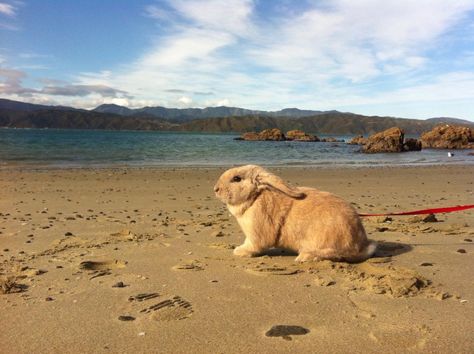 Dune Bunny Bunny On A Leash, Bunny On Leash, Bunny Leash, Beautiful Rabbit, House Rabbit, Bunny Pictures, Bunny Lovers, Kitten Love, Honey Bunny