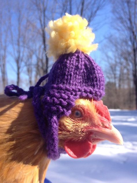 Chicken Beanie Crochet Pattern, Crocheted Chicken Hat, Chicken Crochet Hat, Funny Chicken Pictures, Chicken Crocheted Hats, Crochet Hats For Chickens, Chicken Clothes, Chicken Images, Chicken Hats