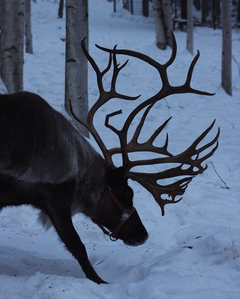 Reindeer 🦌 #reindeer #reindeers #reindeerfarm #farm #alaska #alaskan #alaskalife #alaskaphotography #alaskaadventure #alaskareindeer #alaskareindeerfarm #photo #photos #photographer #photographers #photography #photographylovers #naturephotography #reindeerphotography #reindeerphoto Winter Animals Aesthetic, Reindeer Aesthetic, Reindeer Photography, Rdr2 Oc, Winter Academia, Irish Elk, Black Reindeer, Northern Attitude, Meghan Quinn