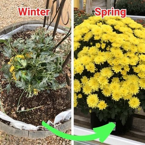 How To Survive Mums Overwintering In Pots? Mum Care, Mum Planters, Hardy Mums, Ro Plant, Potted Mums, Planting Mums, Planting Tips, Overwintering, Fig Leaves