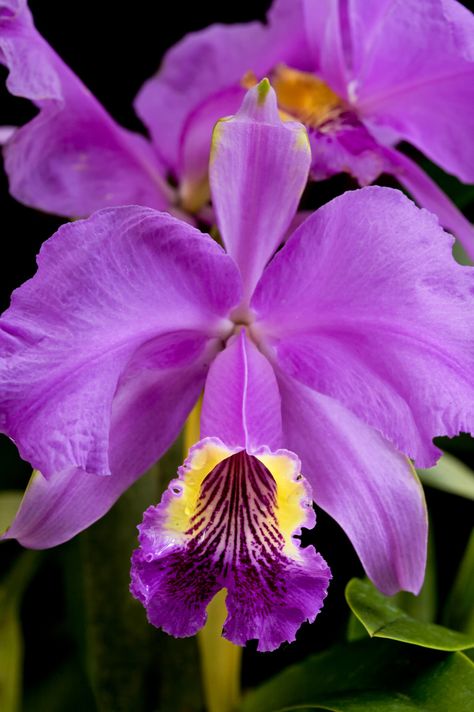 Taken at American Orchid Society in Delray Beach, Fl. Society will be closing down the greenhouse this May due to economic condition. Cattleya Orchid, Exotic Orchids, Unusual Flowers, Purple Orchids, Beautiful Orchids, Orchid Flower, All Flowers, Exotic Flowers, Flower Beauty