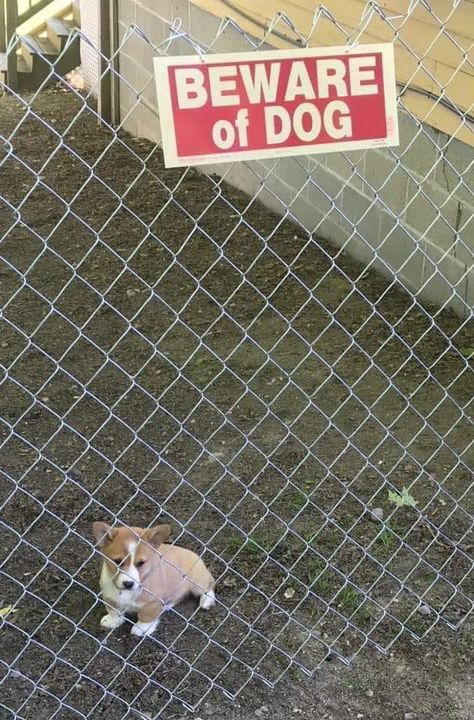 "Seriously. I'm a total badass " Beware Of The Dog, Cute Animal Memes, Beware Of Dog, Baby Animals Funny, Funny Animal Memes, Funny Animal Pictures, Dog Memes, Funny Animal, Animal Memes