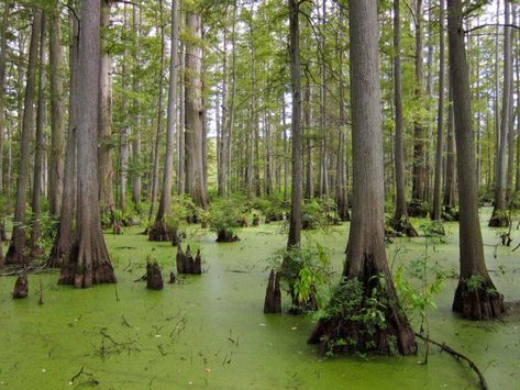 9 of the Most Incredible Natural Wonders In Illinois Illinois State Parks, Shawnee National Forest, Starved Rock State Park, Illinois Travel, Bald Cypress, Midwest Travel, Southern Illinois, Road Trip Fun, Best Hikes