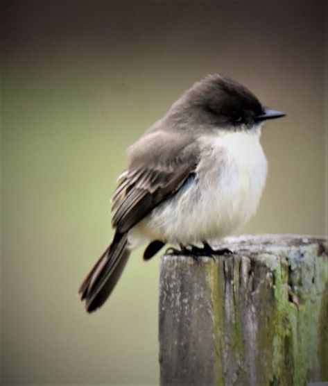 Eastern Phoebe Eastern Phoebe Bird, Eastern Phoebe, Phoebe Bird, Owl Feather Tattoos, 11 January, Feather Tattoos, Bird Lover, Watercolor Animals, Bird Species