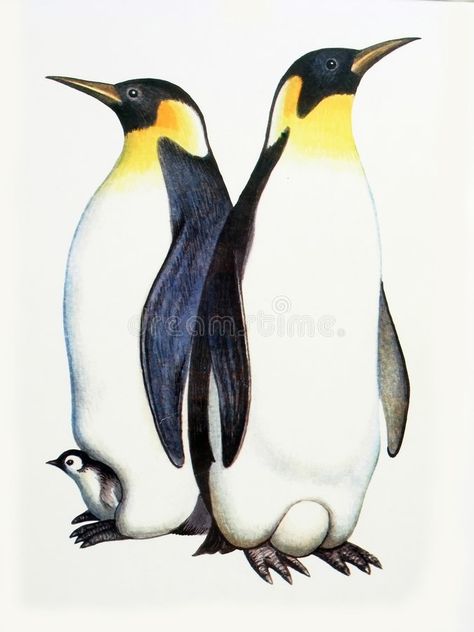 Family penguins. Drawing on the paper family penguins - male, female and nestlin #Sponsored , #Affiliate, #SPONSORED, #penguins, #paper, #female, #Drawing Emporer Penguin, Pinguin Illustration, Penguin Illustration, Penguin Coloring, Penguin Drawing, Notebook Drawing, Penguin Art, Emperor Penguin, Bird Drawings