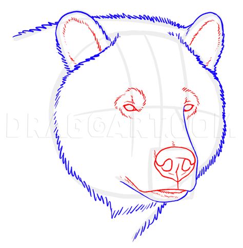 How To Draw Grizzly Bears, Step by Step, Drawing Guide, by makangeni | dragoart.com How To Draw A Bear, How To Draw Bear, Drawings Of Bears, Grizzly Bear Drawing, Draw Bear, Bear Nose, Bear Face Drawing, Animal Sketches Easy, Procreate Designs