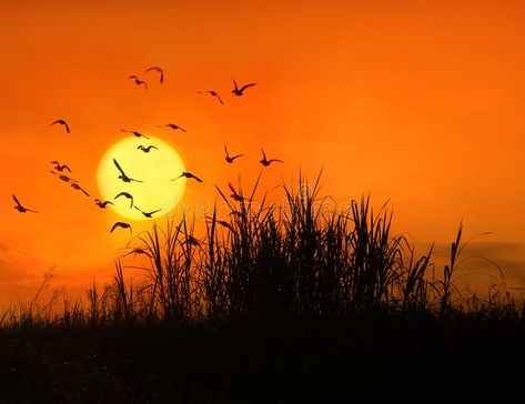 Bird In Sky Painting, Bird Sunset, Birds Circling In The Sky, Birds Sunset, Birds Flying In The Sky, Bird Falling From Sky, Sunset With Birds Flying, Samantha Images, Natural Form Art