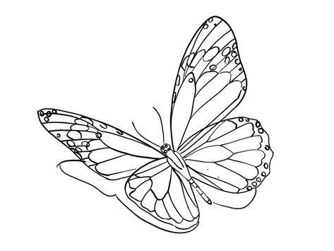 Realistic Butterfly Tattoo Stencil, 3d Butterfly Tattoo Stencil, Tat Stencils, Outline Butterfly, Daniel Tattoo, Realistic Butterfly Tattoo, Butterfly Drawings, Flor Tattoo, Butterfly Tattoo Stencil