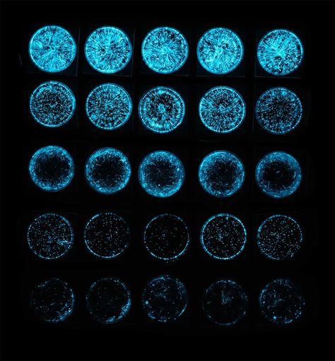 zoë breed uses algae as bio-pixels to create a living light show Biolumenesent Ocean, Bioluminescent Aesthetic, Bio Luminescence, Bioluminescent Algae, Ocean Plants, Jellyfish Drawing, Lighting Pattern, Aquatic Ecosystem, Calming The Storm