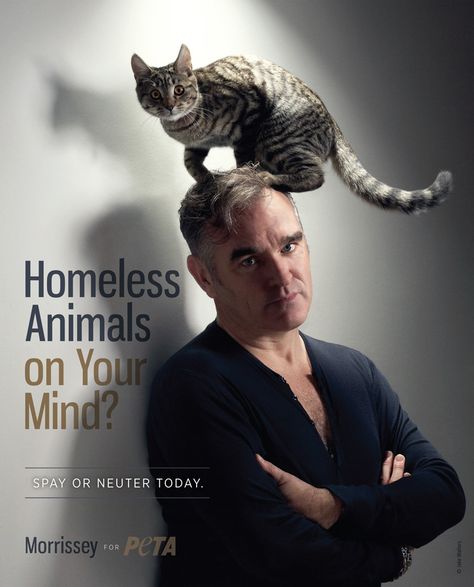 Freddie Mercury Michael Jackson, Celebrities With Cats, Gatos Cool, Men With Cats, Allergic To Cats, National Cat Day, Dog People, I'm With The Band, Morrissey