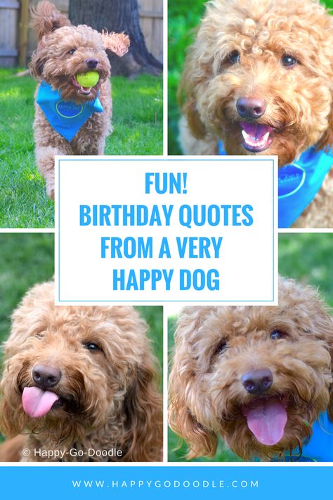 One very happy dog shares fun birthday quotes and cute dog photos that will bring a smile, a laugh, or a woof for anyone celebrating a birthday or special day! Birthday Wishes For Dog Pets Quotes, Fun Birthday Quotes, Dog Birthday Quotes, Dog Birthday Wishes, First Birthday Quotes, Dog Wisdom, Dog First Birthday, Birthday Puns, Dog Puns