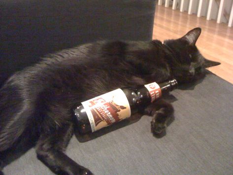 Pictures of Cats Drinking Beer (14 photos) - Drink Philly - The Best Happy Hours, Drinks & Bars in Philadelphia Pictures Of Cats, A Black Cat, Drinking Beer, Black Cat, Beer, Drinks, Black