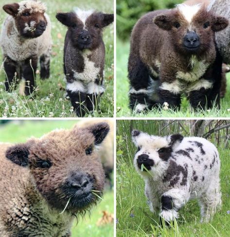 Babydoll Sheep, Fluffy Critter, Mini Cows, Mini Pigs, Mini Farm, Cute Sheep, Hobby Farms, Fluffy Animals, Cute Animal Photos