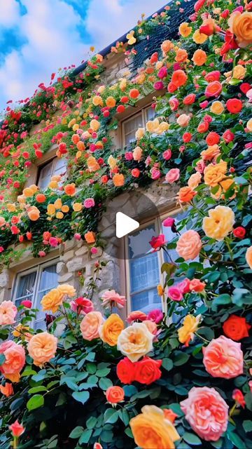 Rosesu on Instagram: "Climbing roses🌹Limited Stock👨🏼‍🌾
#rose #seeds #homegarden" Roses On House, Climbing Roses On House, Rose House, Rose Seeds, Climbing Roses, May 17, Limited Stock, The Hamptons, Climbing