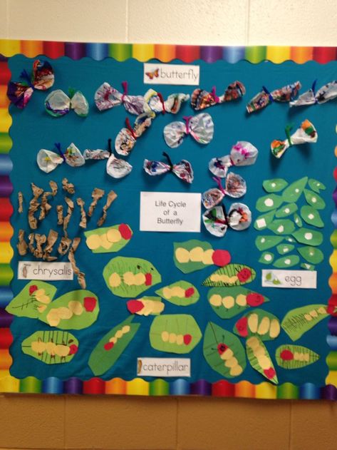 Plant Life Cycle Bulletin Board, Butterfly Inquiry Kindergarten, Life Cycle Bulletin Board Ideas, Butterfly Unit Kindergarten, Butterfly Life Cycle Bulletin Board, Butterfly Life Cycle Preschool, Preschool Bugs, Butterfly Activities, Butterfly Lifecycle