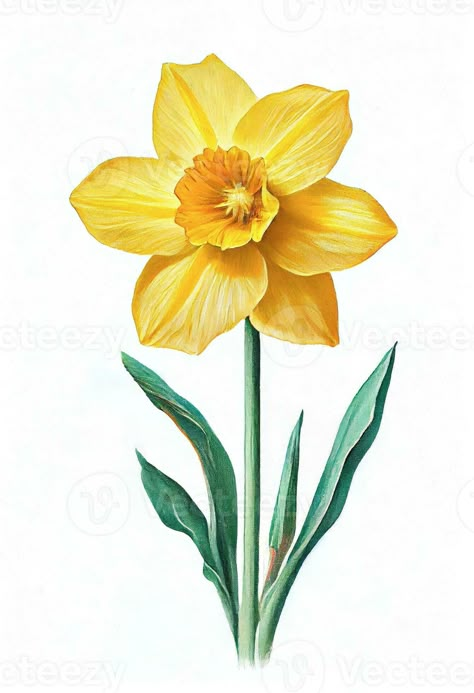 Yellow daffodil flower drawing isolated on white background. Watercolor, hand drawn style, ai generation Daffodil Flower Photography, How To Draw A Daffodil, Dafodill Flowers Drawing, Daffodil Flower Drawing, Grandma Painting, Daffodil Illustration, Daffodil Drawing, Daffodil Watercolor, Surrealism Portrait