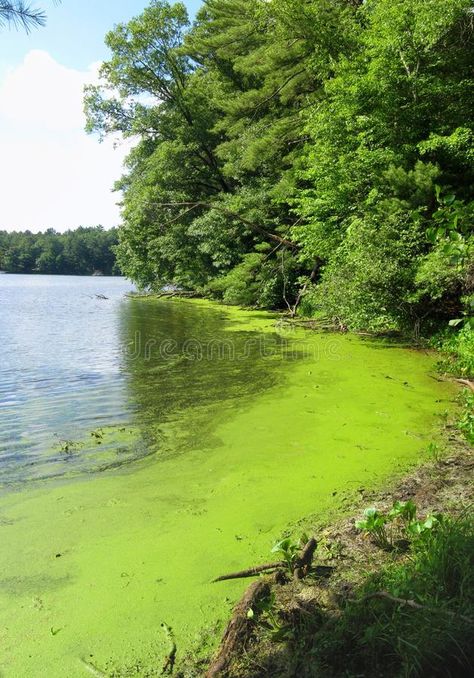 Algae. Blooming in a lake in summer #Sponsored , #Sponsored, #SPONSORED, #Algae, #lake, #summer, #Blooming Algal Blooms, Algae Bloom, Pool Algae, Green Pool, Lake Summer, Green Algae, Forest Photos, Frozen Lake, True North