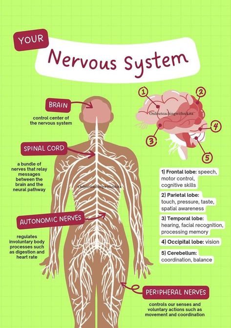 Nervous System Teaching Ideas, The Nervous System Projects, Nervous System Projects, The Nervous System Notes, Notes On Nervous System, Regulating The Nervous System, Occipital Lobe, Peripheral Nerve, Frontal Lobe