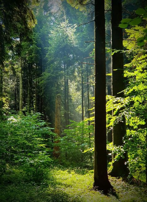 Moody Forest, Mystic Forest, Forest Photos, Forest Bathing, Forest Path, Ancient Forest, Pretty Wallpapers Backgrounds, Facebook Group, Cool Wallpaper