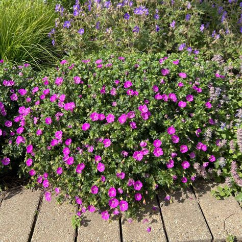 Geranium sanguineum 'Max Frei' - Midwest Groundcovers, LLC Deep Pink Flowers, Part Shade Flowers, Rabbit Resistant Plants, Geranium Sanguineum, Shade Flowers, Border Plants, Dark Flowers, Leaf Texture, Native Garden