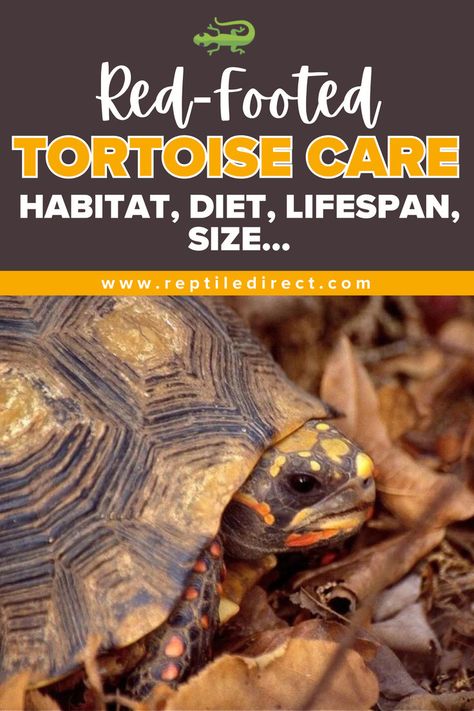 A promotional image for a guide titled 'Red-Footed Tortoise Care - Habitat, Diet, Lifespan, Size...' featuring a close-up of a Red-Footed Tortoise partially hidden under its shell, surrounded by dry leaves. Red Footed Tortoise, Tortoise House, Tortoise Care, Reptile Care, Bone Diseases, Happy And Healthy, Pet Life, Beautiful Creatures, Reptiles